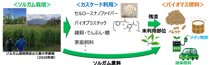 図）ソルガムのカスケード利用概念図