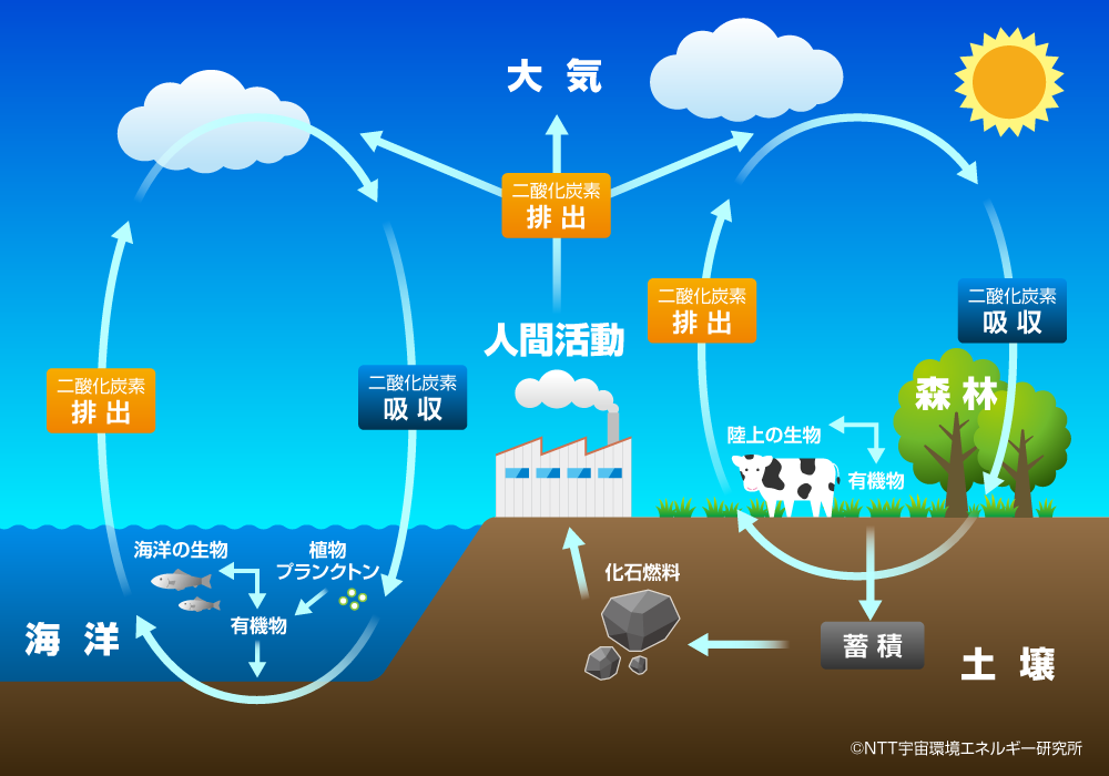 図）炭素循環の概念図