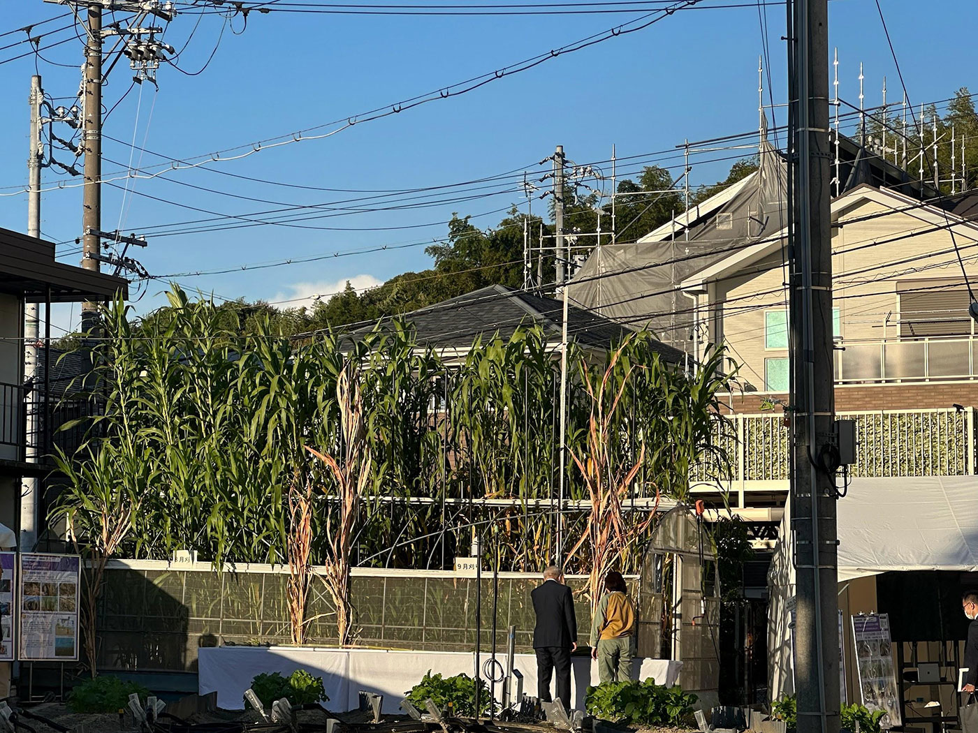 写真）大きく成長するソルガム